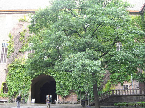 Большое дерево Стокгольм, Швеция