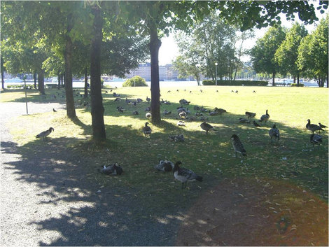 Птички в парке Стокгольм, Швеция