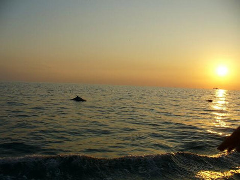 Спины дельфинов Сочи, Россия