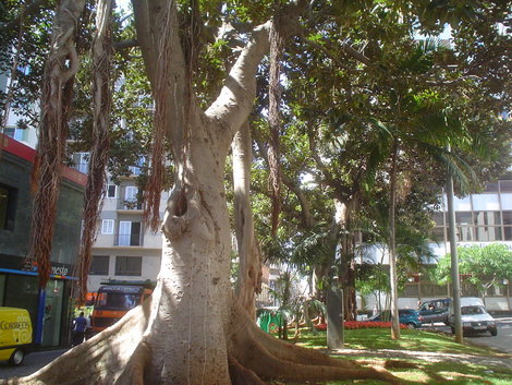Интересное дерево Лас-Америкас, остров Тенерифе, Испания