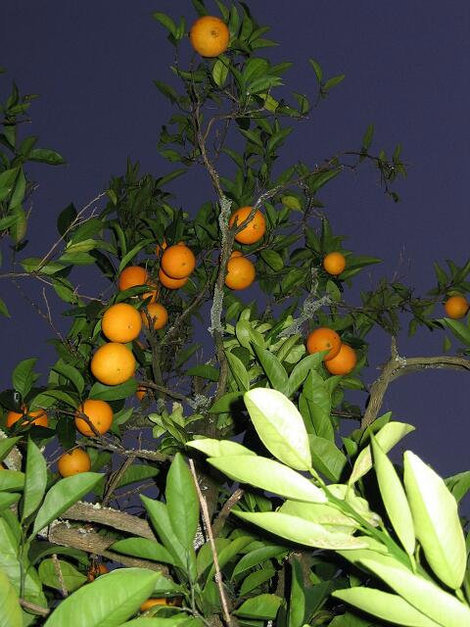 Здесь есть все, и даже апельсины Абхазия