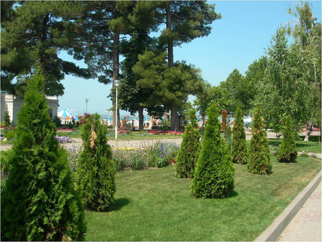 Много зелени и сосен Геленджик, Россия