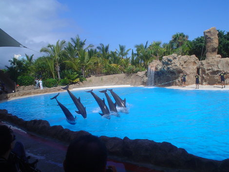 Шоу дельфинов Лас-Америкас, остров Тенерифе, Испания