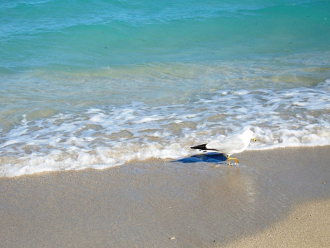 Чайка бродит по песку — моряку сулит тоску. Майами-Бич, CША