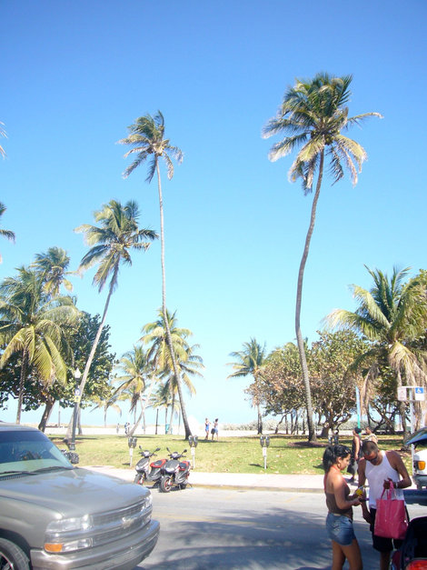 Такие вот кокосовые пальмы рядом с океаном. Майами-Бич, CША