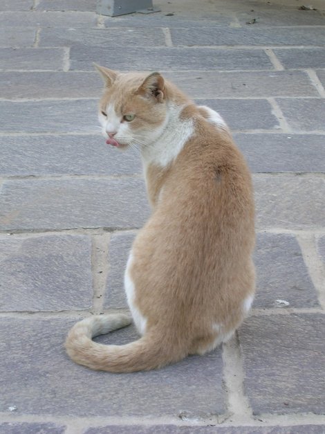 Мальтийская кошка ;-)