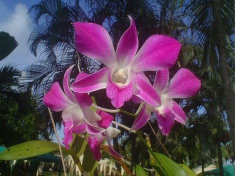 Орхидея Паттайя, Таиланд