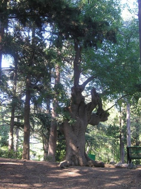 Парк в Карасане Республика Крым, Россия