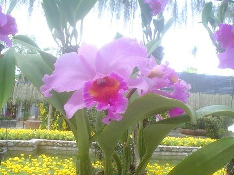 Сад орхидей Паттайя, Таиланд