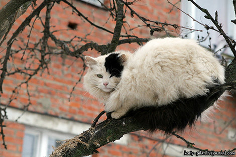 В Зарайске всегда было очень много кошек Зарайск, Россия