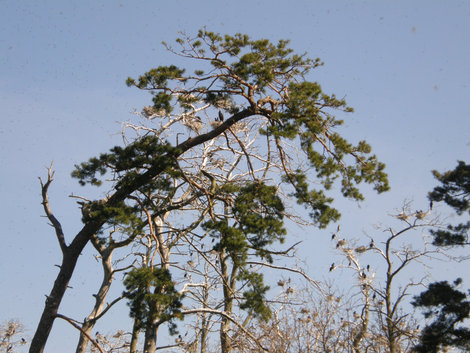 Колония бакланов Куршю Нярия Национальный Парк, Литва
