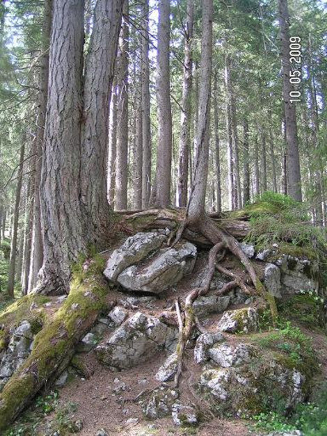 Дерево проросло сквозь камень Гармиш-Партенкирхен, Германия