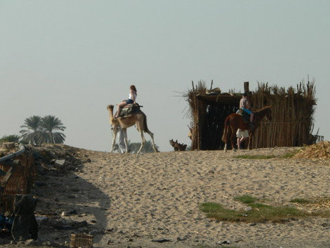 На берегах Нила пасутся коровы и катают туристов верблюды. Луксор, Египет