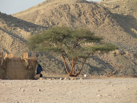 Одинокое дерево саксаул. Хургада, Египет
