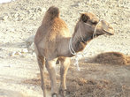 Верблюженок после поцелуя.