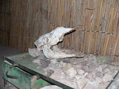 Голова съеденного верблюда в одном из жилищ. Хургада, Египет
