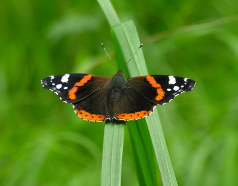 Горная бабочка. Кисловодск, Россия