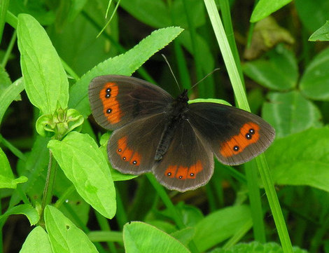 Горная бабочка. Кисловодск, Россия
