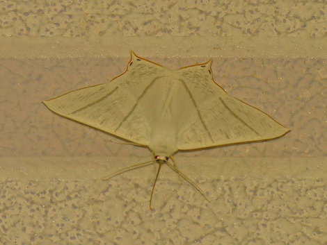 Ночная бабочка. Кисловодск, Россия