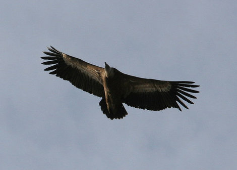 Горный орел. Кисловодск, Россия