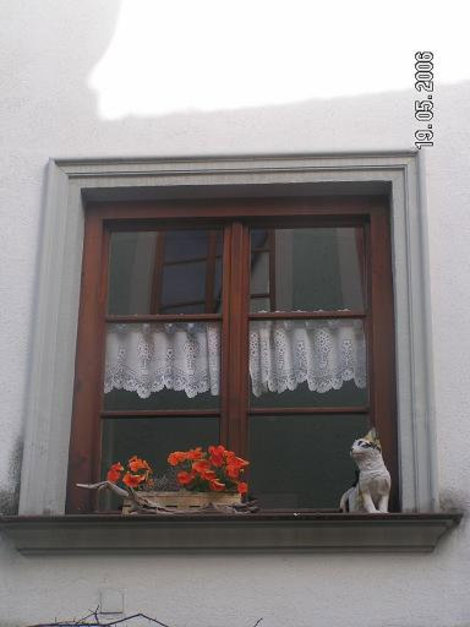 Кот и цветы Фюссен, Германия
