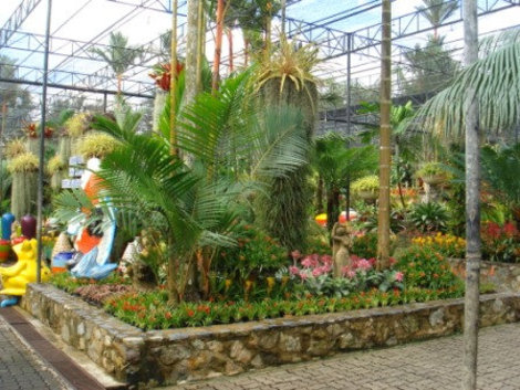 Красота тропического сада Паттайя, Таиланд