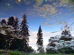 Отражение деревьев в пруду.
