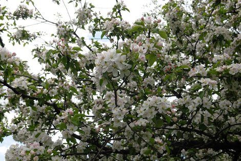 Расцветали яблони и груши Москва, Россия