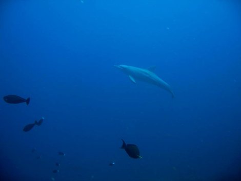 Манты, акулы и прочая пелагическая челядь Комодо Национальный Парк, Индонезия