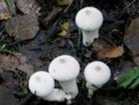 «Тихая охота»: различаем грибы Россия