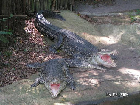 Крокодилы ждут жертву Сингапур (город-государство)