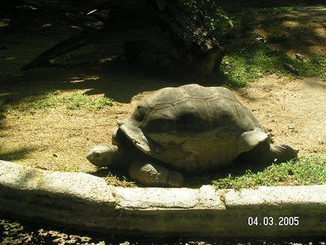 Я — большая черепаха Куала-Лумпур, Малайзия