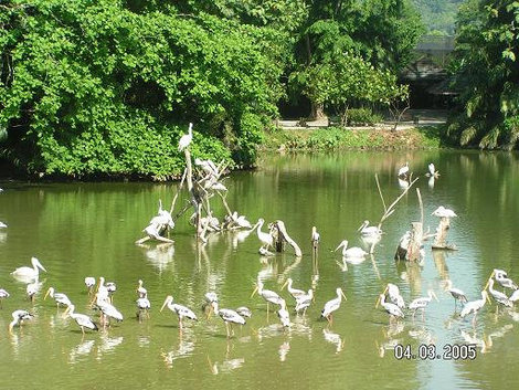 Птичье озеро Куала-Лумпур, Малайзия