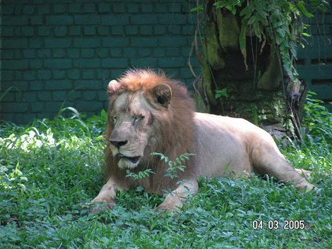 Царь зверей отдыхает Куала-Лумпур, Малайзия
