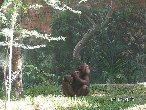 Шимпанзе Куала-Лумпур, Малайзия