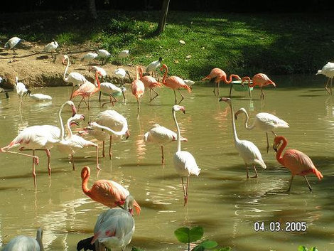 Фламинго разных сортов Куала-Лумпур, Малайзия