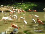 Фламинго разных сортов
