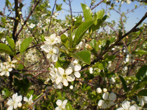 Цветы вишни Алтайский край, Россия