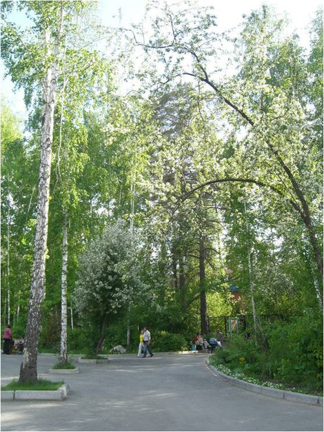 Среди деревьев Новосибирск, Россия