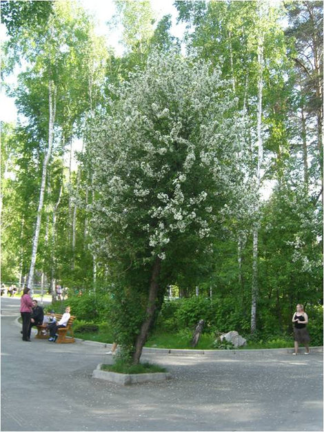 Все цветет Новосибирск, Россия