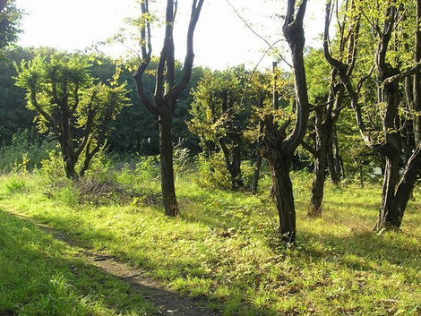 Парк в Подгорцах Подгорцы (Бродовский район), Украина