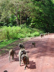 Группа бабуинов на марше