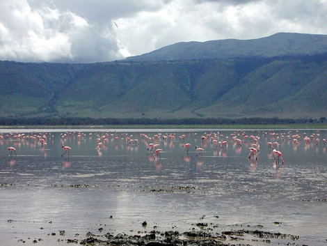 Розовые фламинго (В кратере Нгоро-нгоро) Область Килиманджаро, Танзания