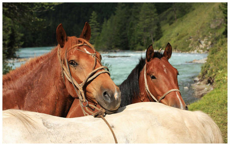 Внедорожная сила и красота алтая — лошади… Горно-Алтайск, Россия