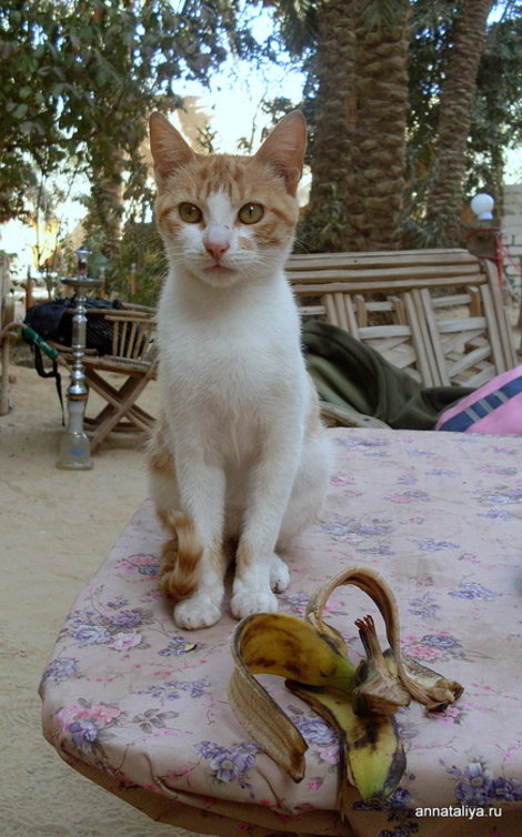 К кошкам в Египте относятся очень хорошо. Котик в кафе в оазисе Сива Египет