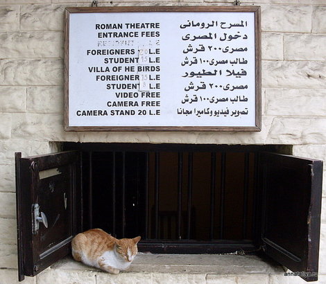 К кошкам в Египте относятся очень хорошо. Касса Римского амфитеатра в Александрии Египет