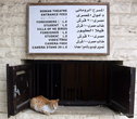 К кошкам в Египте относятся очень хорошо. Касса Римского амфитеатра в Александрии