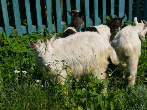 Даже козы здесь смирные и общительные Владимирская область, Россия