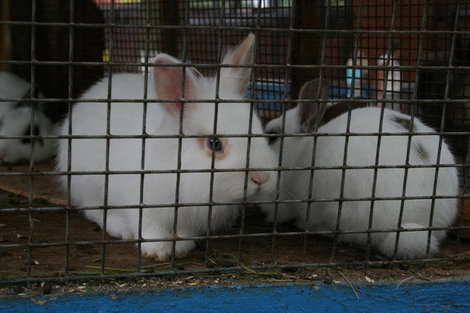 Кролики — это не только ценный мех. Саранск, Россия