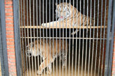 Тигры в клетке.
